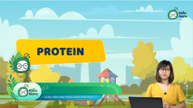 Protein