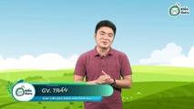 Cơ quan phân tích thị giác