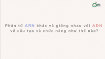 Cấu trúc và chức năng ARN